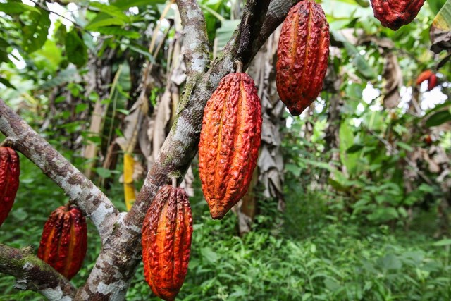 Universidad de Amazonas desarrollarÃ¡ 14 proyectos cientÃ­fico-tecnolÃ³gicos con financiamiento del Concytec